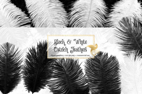 Black and White Ostrich Feathers
