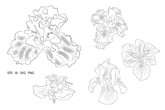 Flower Irises Illustration Element