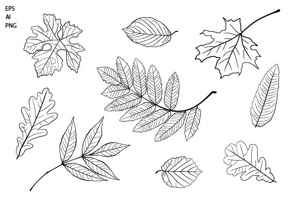 Vector Set of Leaves Clipart: A Versatile Resource for Creative Projects