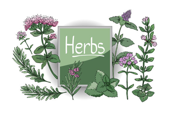 Vector Set with Culinary Spicy Herbs: A Versatile Design Resource for Creative Professionals